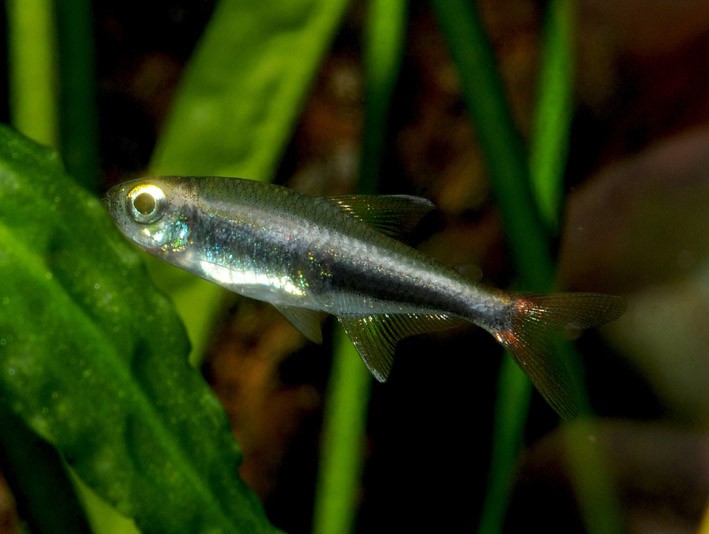 Hyphessobrycon loretoensis