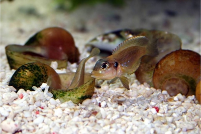 Lamprologus ocellatus Cichlidae