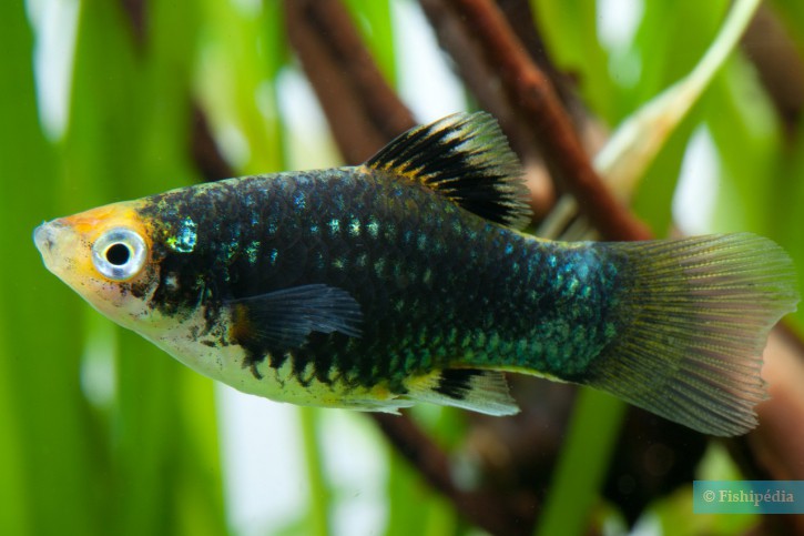 Xiphophorus maculatus
