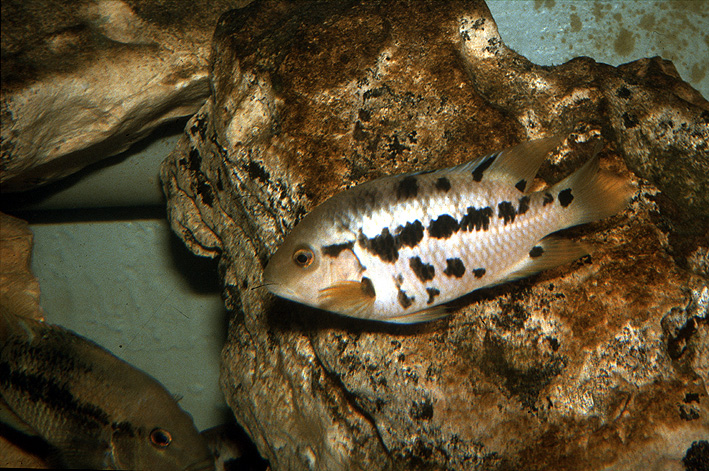 Mesoheros atromaculatus