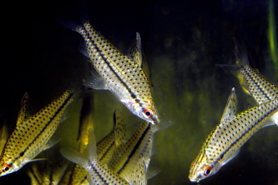 Chilodus gracilis Chilodontidae