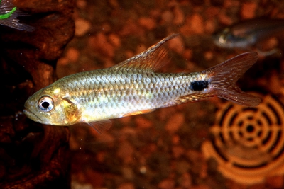 Crenuchus spilurus Crenuchidae