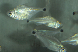 Ctenobrycon spilurus