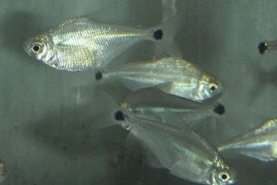 Ctenobrycon spilurus Characidae