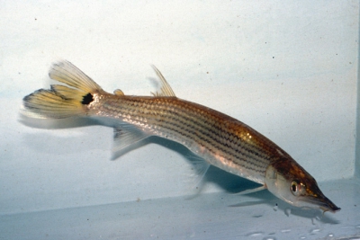 Ctenolucius beani Ctenoluciidae