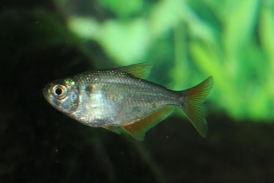 Gymnocorymbus bondi Characidae