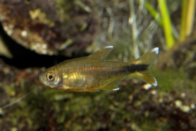 Hasemania nana Characidae
