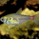 picture of Hemigrammus stictus