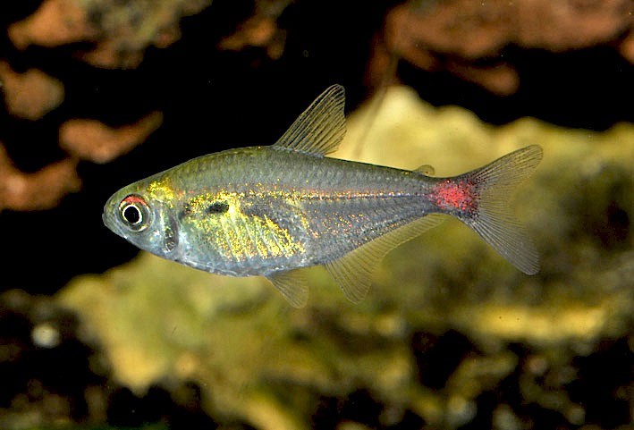 Hemigrammus stictus