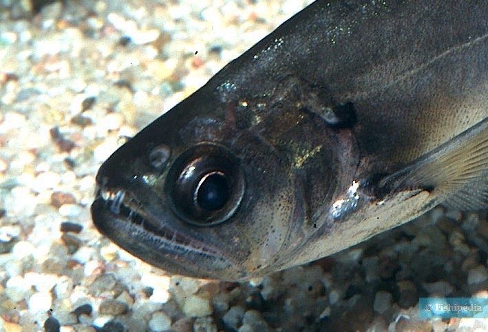 Hydrolycus armatus