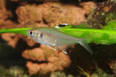 Hyphessobrycon copelandi Characidae