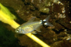 Hyphessobrycon elachys