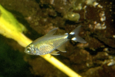 Hyphessobrycon elachys Characidae