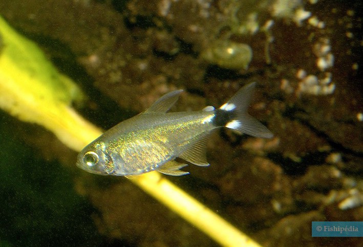 Hyphessobrycon elachys