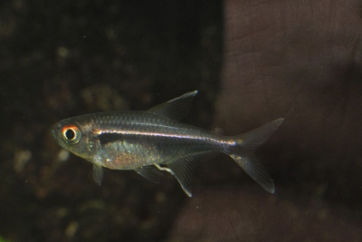 Hyphessobrycon eschwartzae Characidae