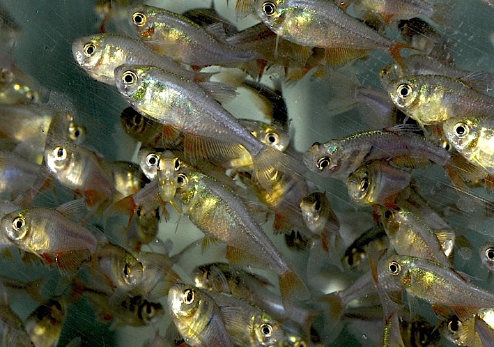 Hyphessobrycon flammeus