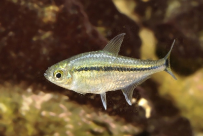 Tétra à bande noire Characidae