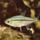 picture of Hyphessobrycon scholzei