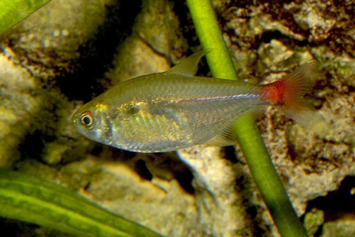 Hyphessobrycon stictus Characidae