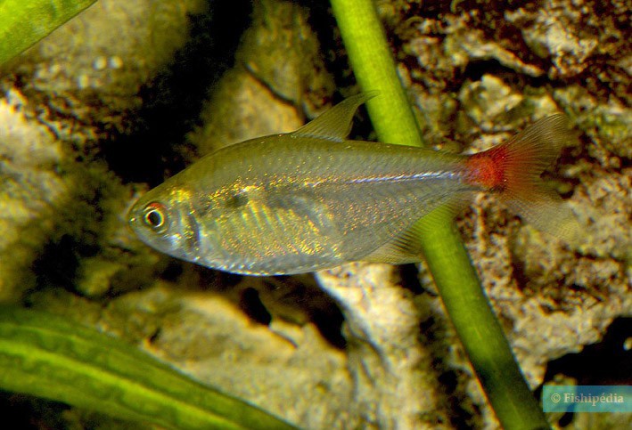 Hyphessobrycon stictus