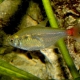 picture of Hyphessobrycon stictus