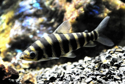 Leporinus vert Anostomidae
