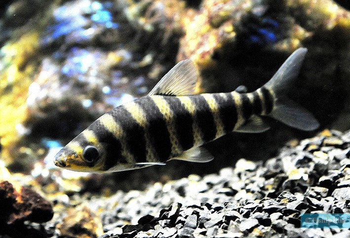 Leporinus affinis