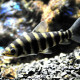 picture of Leporinus affinis