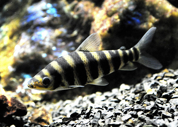 Leporinus affinis