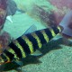 picture of Leporinus fasciatus