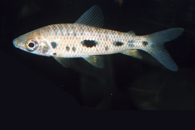 Leporinus gossei Anostomidae
