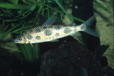 Leporinus maculatus Anostomidae