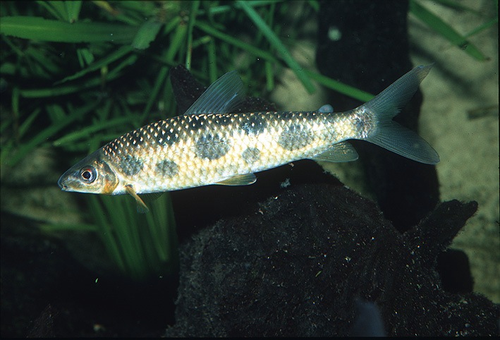 Leporinus maculatus