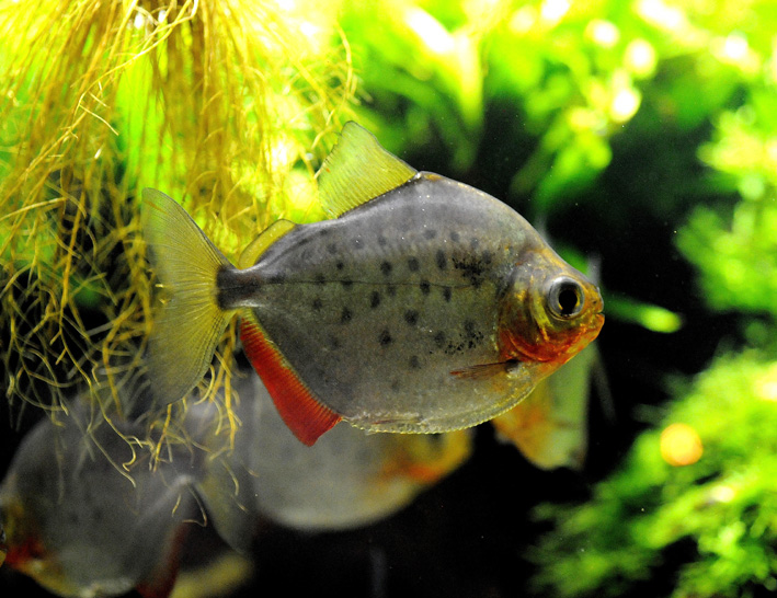 Metynnis altidorsalis