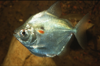 Metynnis luna Serrasalmidae