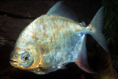 Myloplus asterias Serrasalmidae