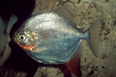 Myloplus rubripinnis Serrasalmidae
