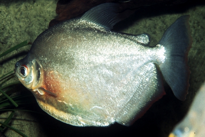 Mylossoma duriventre Serrasalmidae