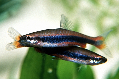Nannostomus beckfordi Lebiasinidae