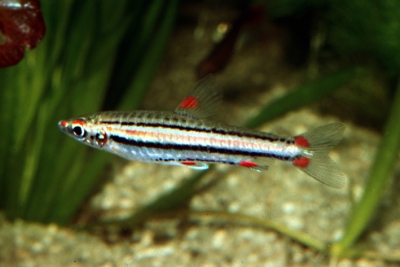 Nannostomus trifasciatus Lebiasinidae
