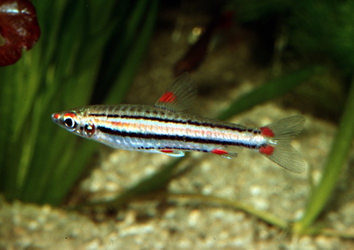 Nannostomus trifasciatus