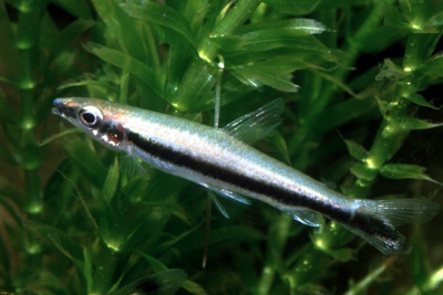 Nannostomus unifasciatus Lebiasinidae