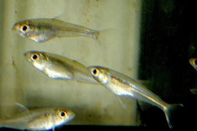 Othonocheirodus eigenmanni Characidae