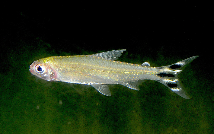 Petitella georgiae