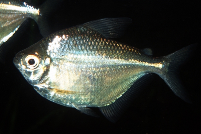 Poptella compressa Characidae