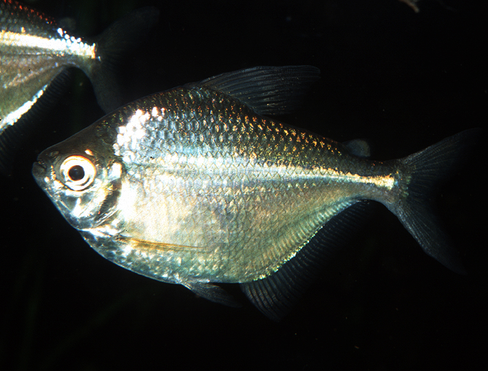 Poptella compressa