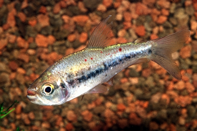Pseudochalceus kyburzi Characidae