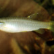 picture of Pyrrhulina australis