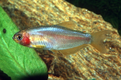 tétra à grosse tête Characidae