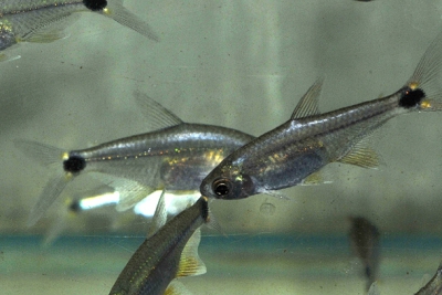 Serrapinnus kriegi Characidae
